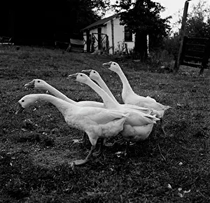 Prints of Group of Ganders October Prints: Group of Ganders Print