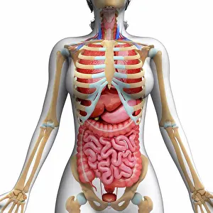 Prints of Human digestive system and ribcage, computer artwork November Prints: Human Digestive System and Ribcage Print