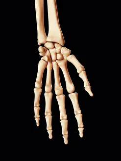 Human Hand Bones Print