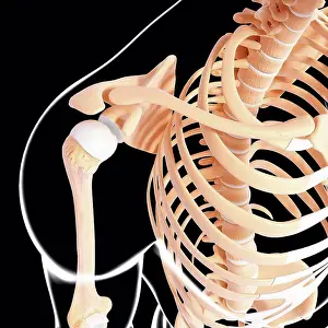 Human Skeleton Anatomy Prints: Human skeleton, computer artwork