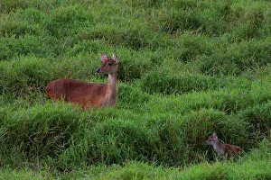 Mauritius Wildlife Prints: Java Deer. Mauritius