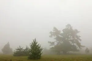 Cupressaceae Family Trees Prints: Juniper heath in the mist, juniper