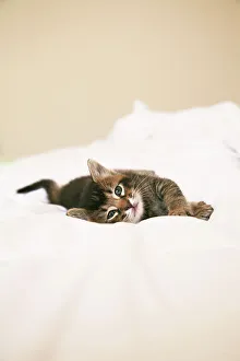 Kitten Portrait Print