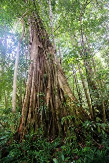 Prints of A large chatanier tree (buttress root tree, Acomat Boucan Sloanea) grows in the rainforest on Segment 11 of the Waitukubuli National Trail on the Caribbean island of Dominica Dominica Prints: Large Chatanier Tree Print