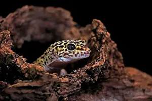 Prints of Leopard gecko (Eublepharis macularius), adult, portrait, looks out of burrow, captive Geckos Prints: Leopard Gecko Print - Adult Portrait
