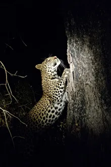 Panthera Pardus Behavior Prints: Leopard (Panthera pardus) sharpening its claws on a tree