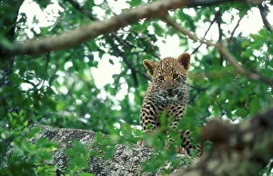 Panthera Pardus Behavior Prints: Leopard (Panthera pardus) In tree