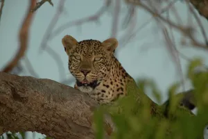 Panthera Pardus Behavior Prints: Leopard (Panthera pardus) in tree