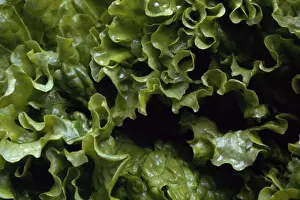 Close Up Vegetable Images Prints: Lettuce