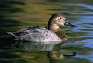 Wild Duck Images Prints: License this image at https://www