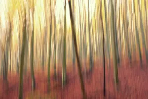 Autumn Forest Landscape Prints: Long exposure image about a forest