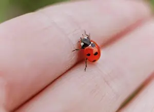 Macro Insect Photography Prints: Macro close up ladybug on human hand