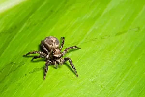 Macro Photography Of Insects Prints: Macro spider on the leaf