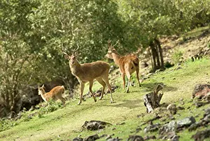 Indian Ocean Wildlife Prints: Mauritius, Java deer, (Cervus timorensis rusa)
