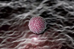 Prints of Microscopic styled visualization of a human morula August Prints: Microscopic Visualization of Human Morula Print
