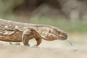 Monitor Lizard Prints: Monitor Lizard, Varanus, Isolated background