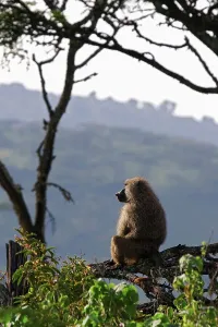 Primate Wildlife Photos Prints: Olive Baboon