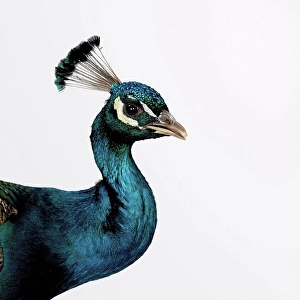White Background Animal Themes Prints: Peacock
