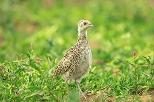 Young Bird Wildlife Photography Prints: Pheasant (Phasianus colchicus) chick (Common)