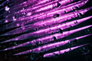 Prints of A purple abstract macro background with a gradient pattern March Prints: Purple Gradient Abstract Print