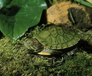 Reptilia Species Prints: Red eared slider (trachemys scripta elegans)
