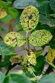 June Prints: Rose rust print, Phragmidium mucronatum lesions on ornamental rose leaf