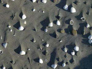 Beach Shells Prints: Shells and pebbles on the sand