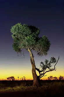 Boscia albitrunca Print, Madikwe Game Reserve