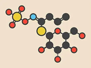 Prints of Sinigrin glucosinolate molecule. Present in some cruciferous vegetables (Brussels sprouts, broccoli, black mustard, etc). Stylized skeletal formula (c November Prints: Sinigrin Glucosinolate Molecule Print