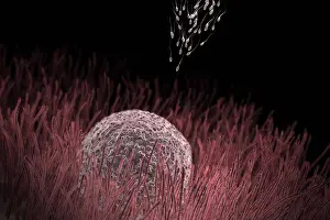 Prints of Sperm approaching an ovum before conception August Prints: Sperm approaching an ovum Print
