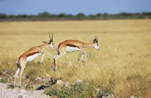 Prints of two springboks, springbucks jumping, Antidorcas marsupialis Springbok Prints: Springbok Print, Antidorcas marsupialis Jumping Image