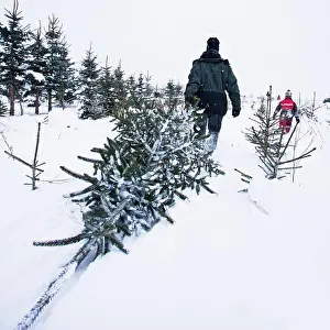 Winter Landscape Prints: Spruces