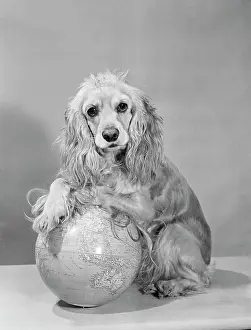 Full Length Dog Images Prints: Studio shot of Cocker Spaniel with globe