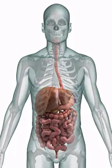 Prints of Stylized front view of the digestive system and bones of the upper body August Prints: Upper Body Digestive System and Bone Print