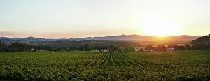 Vineyard Sunset Prints: Sunset over Vineyard