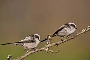 Germany Wildlife Fauna Prints: Tailmis