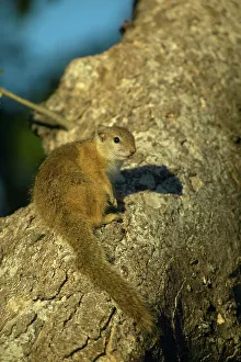 African Rodent Species Prints: Tree Squirrel (Paraxerus cepapi) on branch