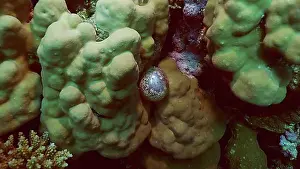 Wine Growing Regions Prints: Unicellular organisms Bubble algae