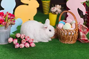 Easter Decoration Prints: White rabbit in Easter decoration in horizontal orientation with selective focus