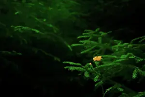 Prints of Wild forest flower against evergreen branches, Zubin Potok, Kosovo Kosovo Prints: Wild Forest Flower Print, Kosovo Landscape