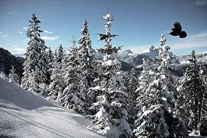 Alpine Climbing Prints: Winter