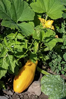 Yellow Flower Pictures Prints: Yellow squash
