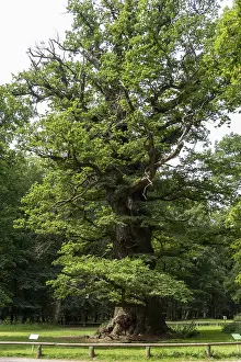 Northern Germany Landmarks Prints: 1000-year-old oak, Ivenacker Eichen