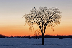 Female Snowy Owl Prints: 10409903