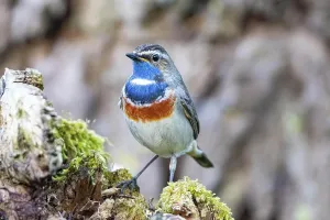 Chat Thrush Species Prints: 12376272