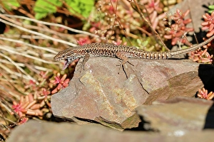 Central Europe Reptiles Prints: 13498672