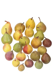 German Pears Prints: 24 different varieties of pears