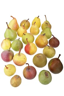Cutout Pear Images Prints: 24 different varieties of pears