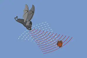 Healthcare Symbol Prints: 3D Isometric Flat Vector Conceptual Illustration of Echolocation