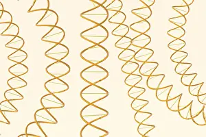 DNA Structure Prints: 3d rendering of DNA (deoxyribonucleic acid) structure